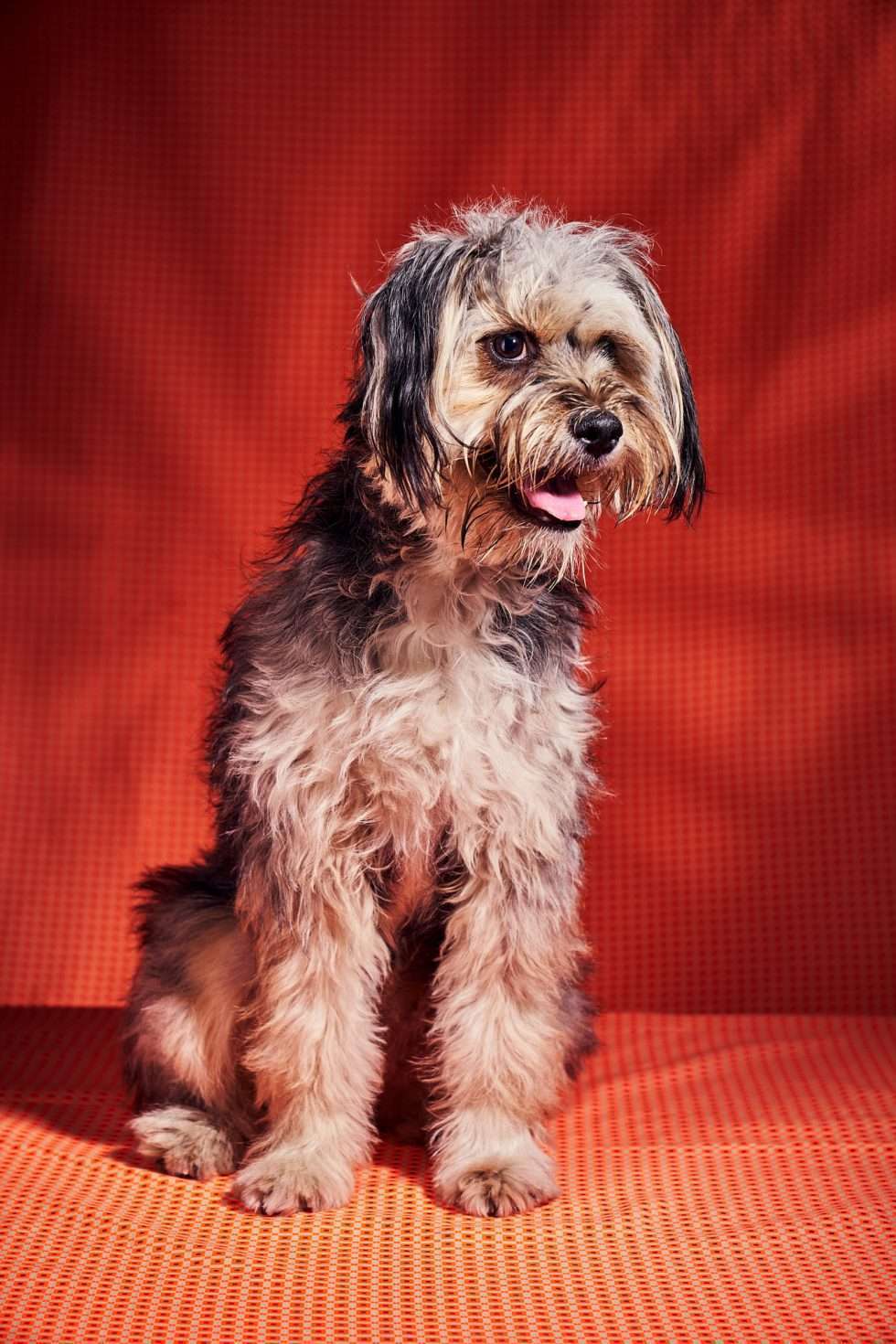 Calendrier chiens collaboration hppy nest centdegres 001