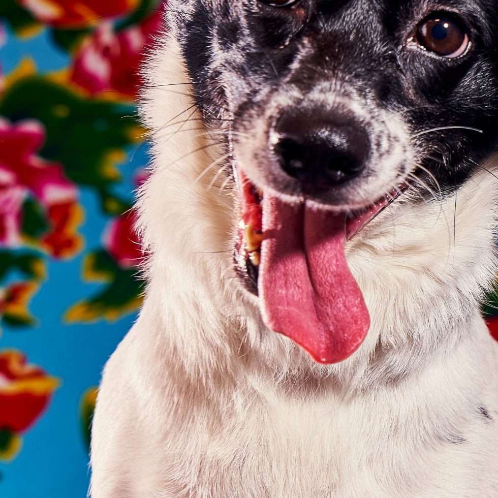 Calendrier chiens collaboration hppy nest centdegres 011