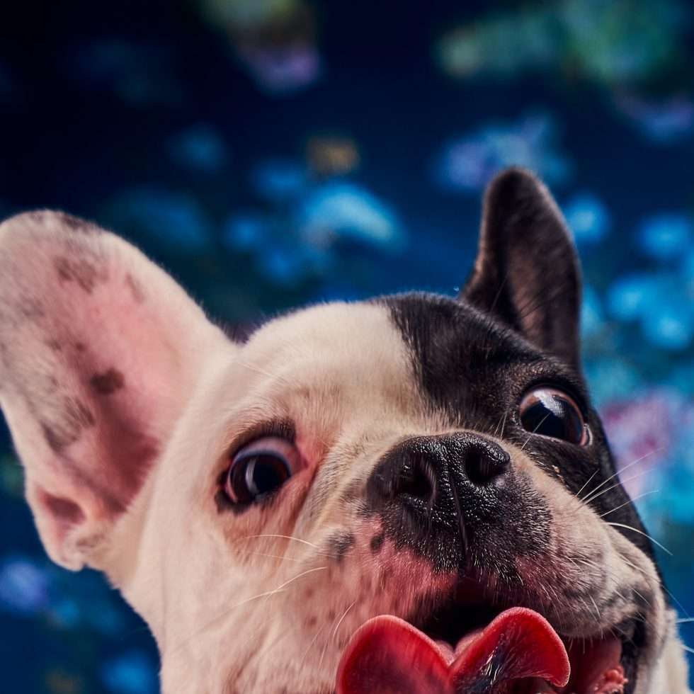 Calendrier chiens collaboration hppy nest centdegres 021