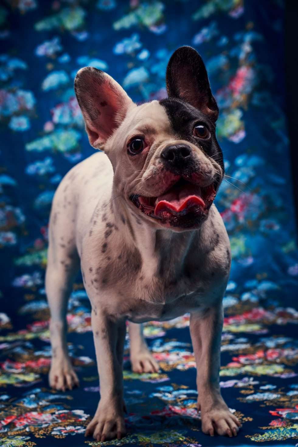 Calendrier chiens collaboration hppy nest centdegres 031