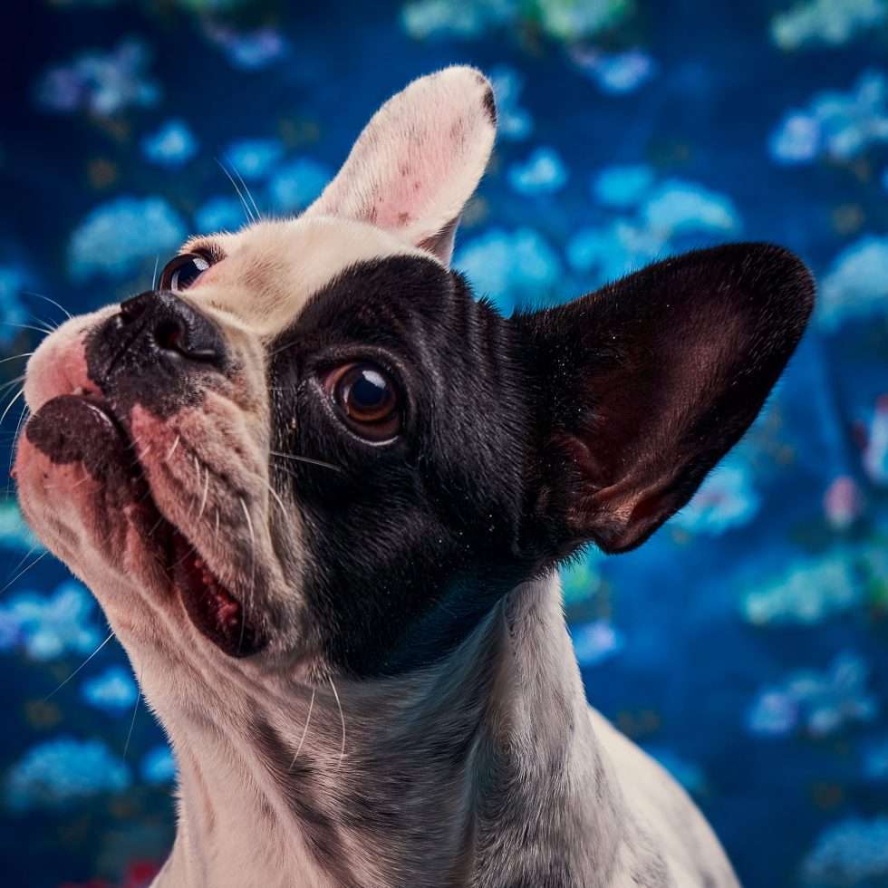 Calendrier chiens collaboration hppy nest centdegres 041