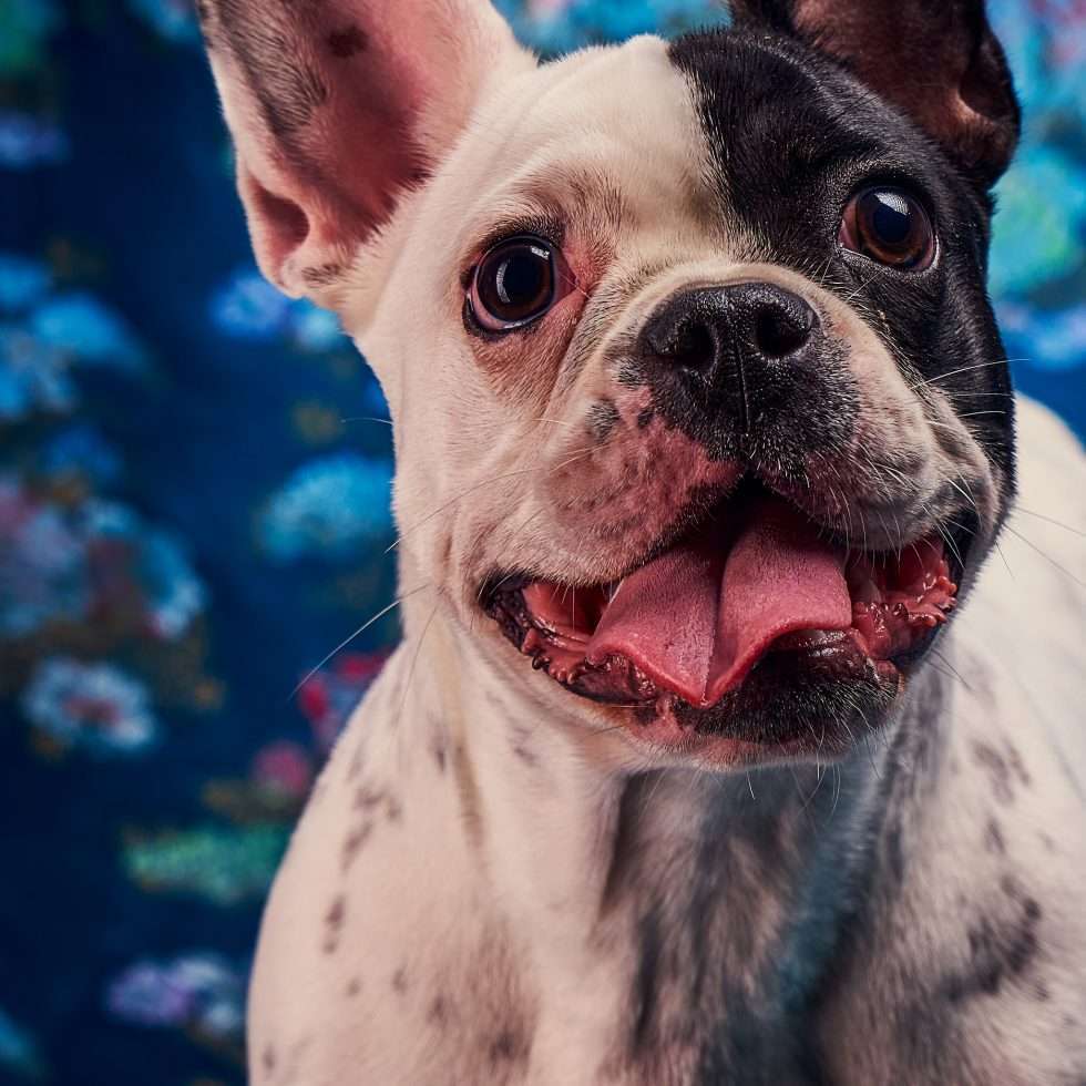 Calendrier chiens collaboration hppy nest centdegres 051