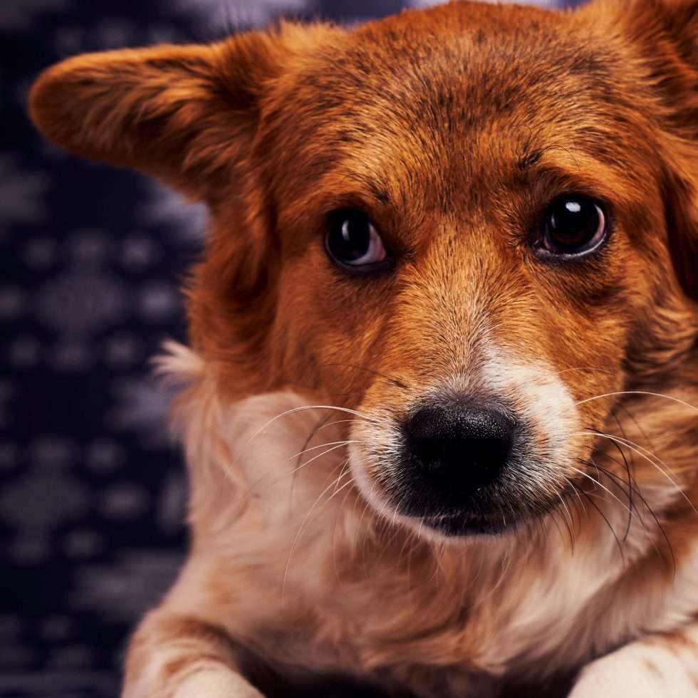 Calendrier chiens collaboration hppy nest centdegres 061