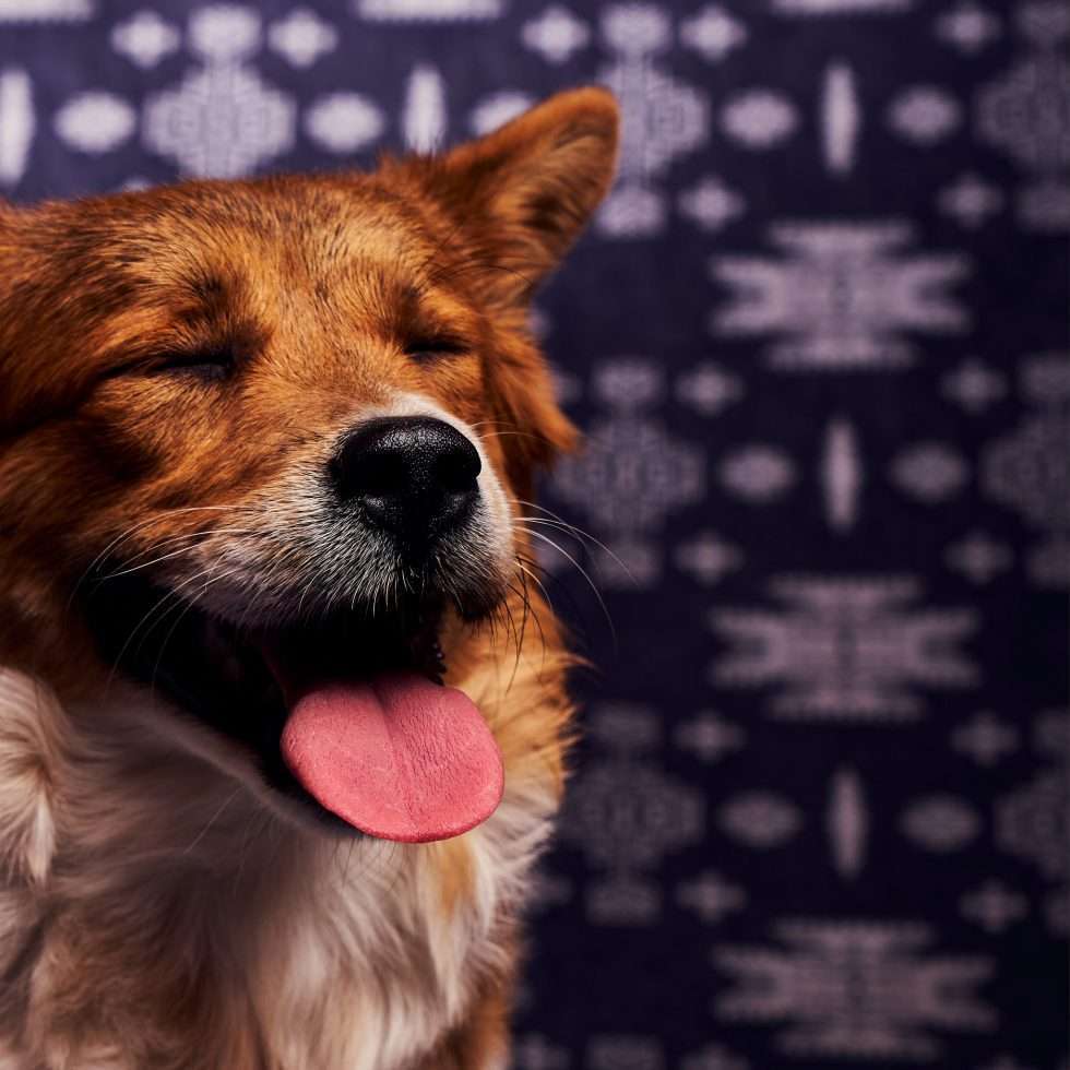 Calendrier chiens collaboration hppy nest centdegres 071