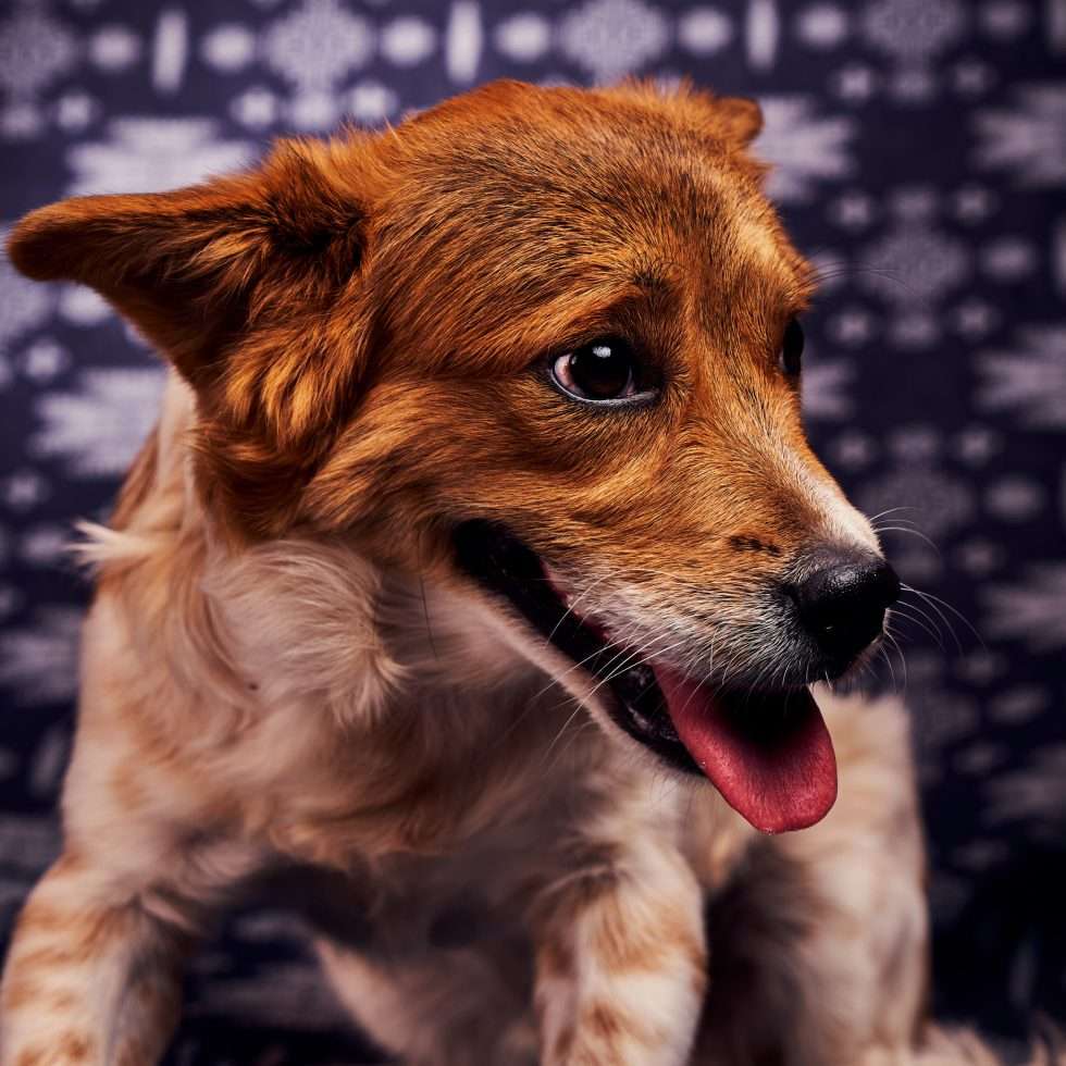 Calendrier chiens collaboration hppy nest centdegres 081