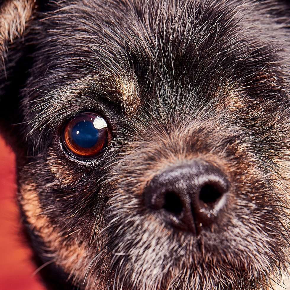 Calendrier chiens collaboration hppy nest centdegres 091