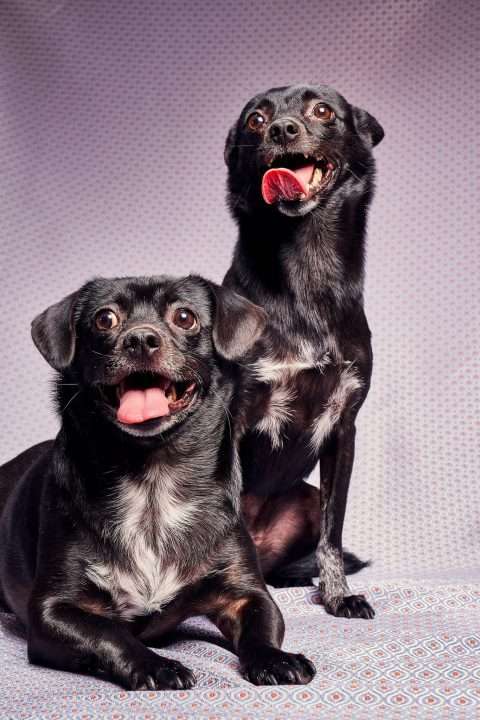 Calendrier chiens collaboration hppy nest centdegres 101