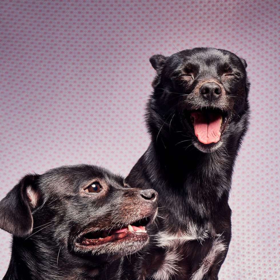 Calendrier chiens collaboration hppy nest centdegres 111