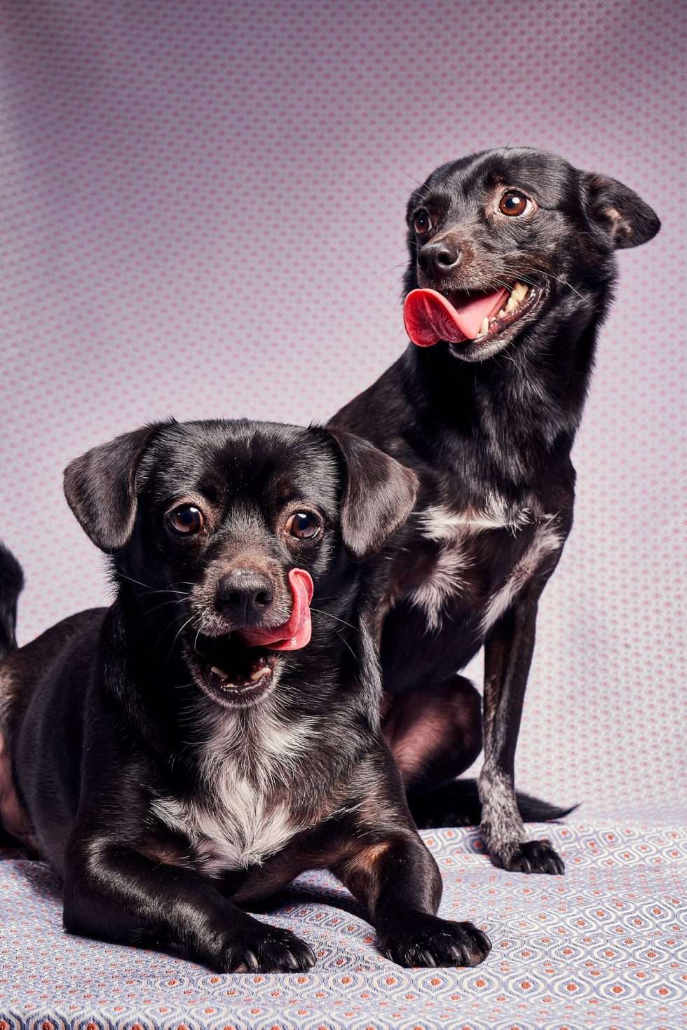 Calendrier chiens collaboration hppy nest centdegres 121