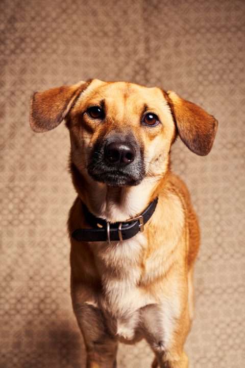 Calendrier chiens collaboration hppy nest centdegres 131