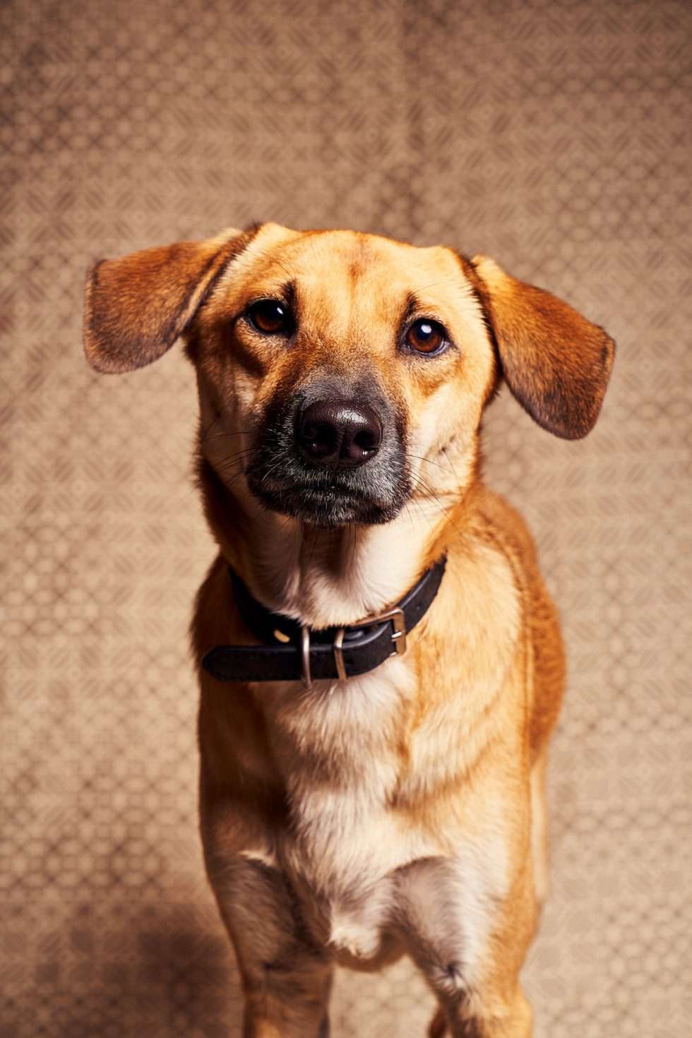 Calendrier chiens collaboration hppy nest centdegres 131