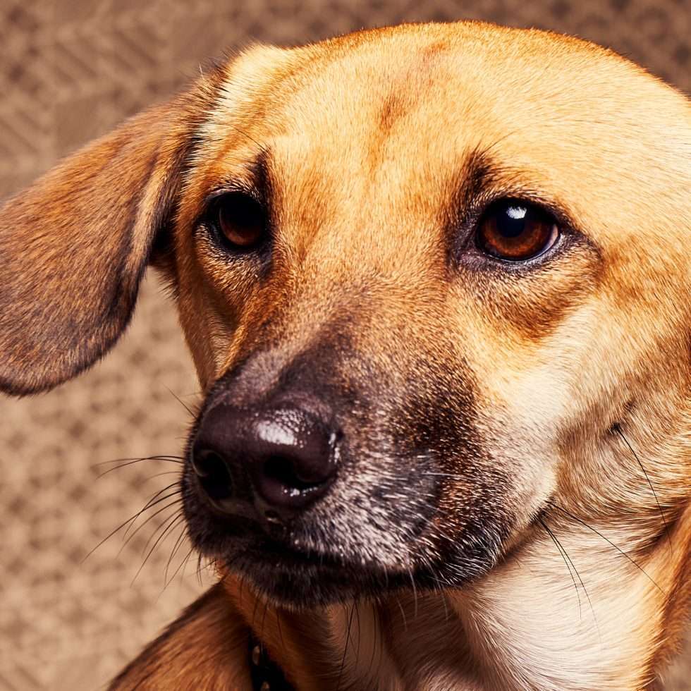 Calendrier chiens collaboration hppy nest centdegres 141