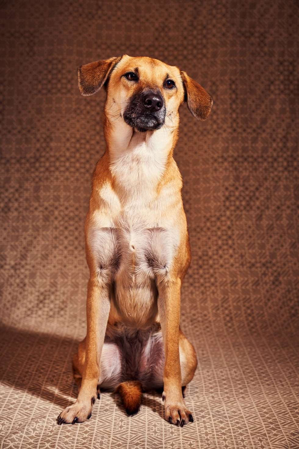 Calendrier chiens collaboration hppy nest centdegres 151