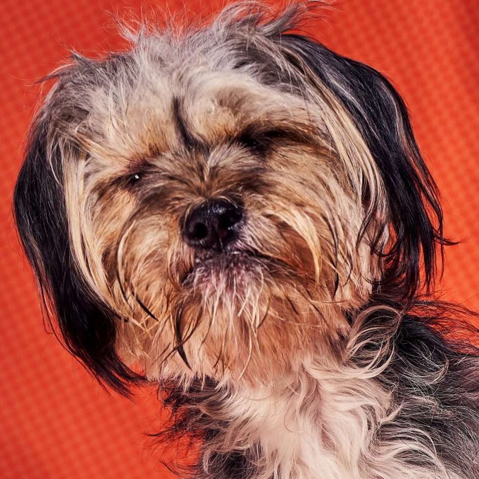 Calendrier chiens collaboration hppy nest centdegres 161