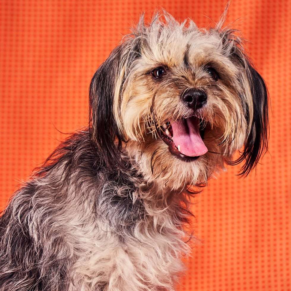 Calendrier chiens collaboration hppy nest centdegres 171