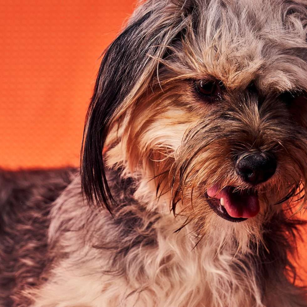 Calendrier chiens collaboration hppy nest centdegres 181