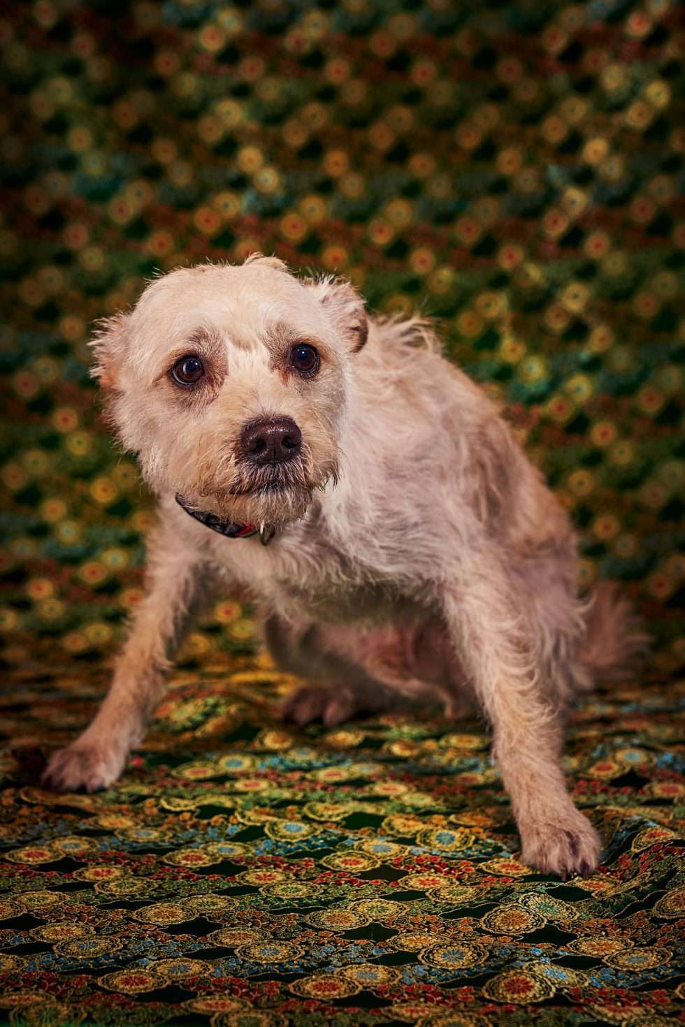 Calendrier chiens collaboration hppy nest centdegres 191