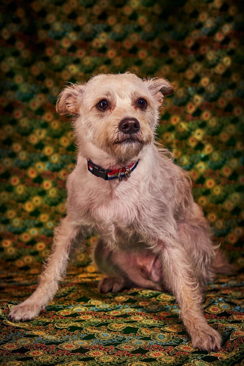 Calendrier chiens collaboration hppy nest centdegres 201