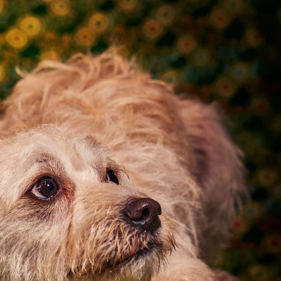 Calendrier chiens collaboration hppy nest centdegres 211