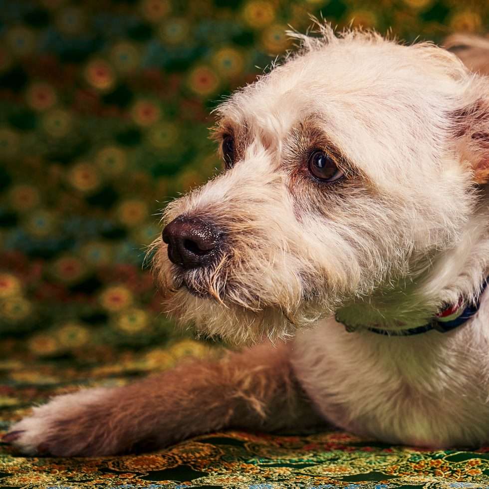 Calendrier chiens collaboration hppy nest centdegres 221