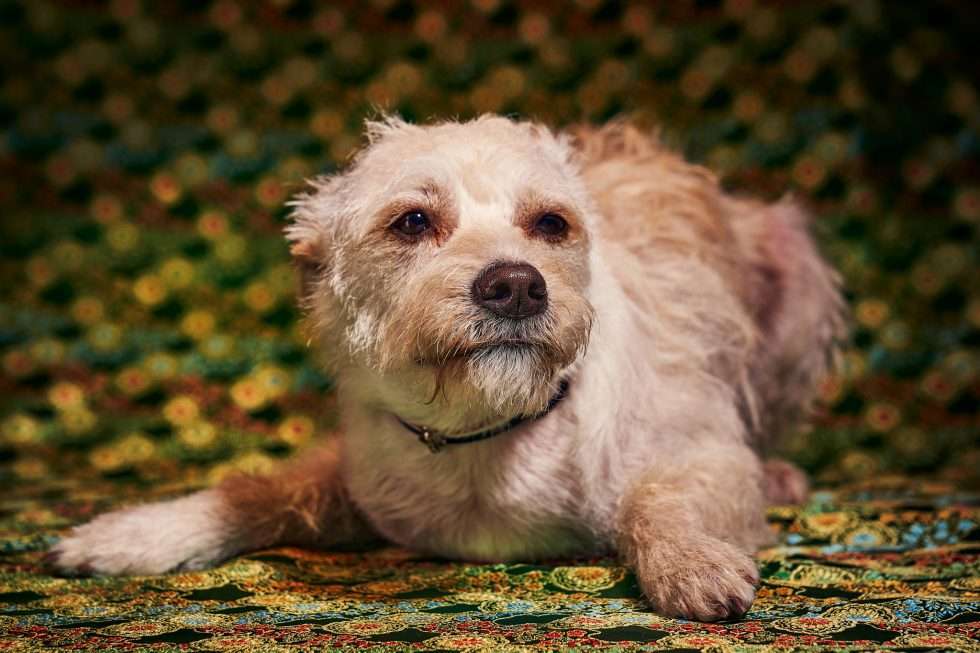 Calendrier chiens collaboration hppy nest centdegres 231