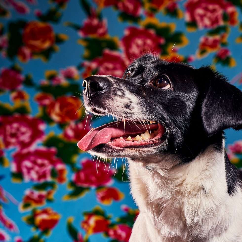 Calendrier chiens collaboration hppy nest centdegres 241