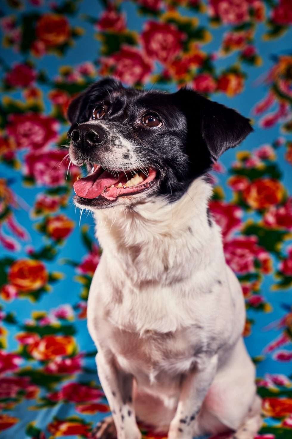 Calendrier chiens collaboration hppy nest centdegres 251