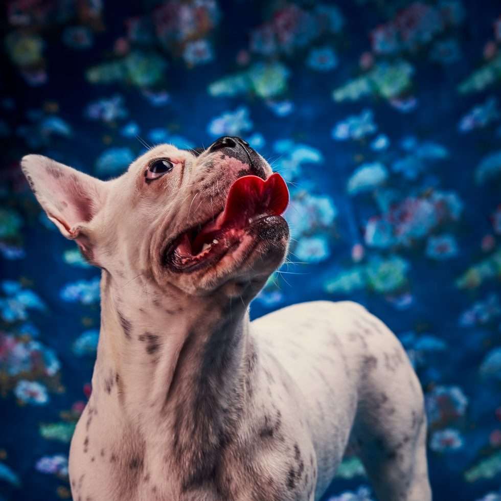 Calendrier chiens collaboration hppy nest centdegres 261