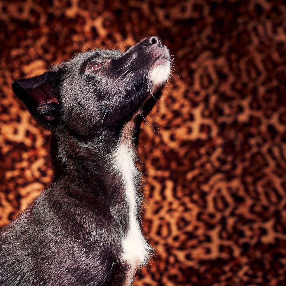 Calendrier chiens collaboration hppy nest centdegres 271