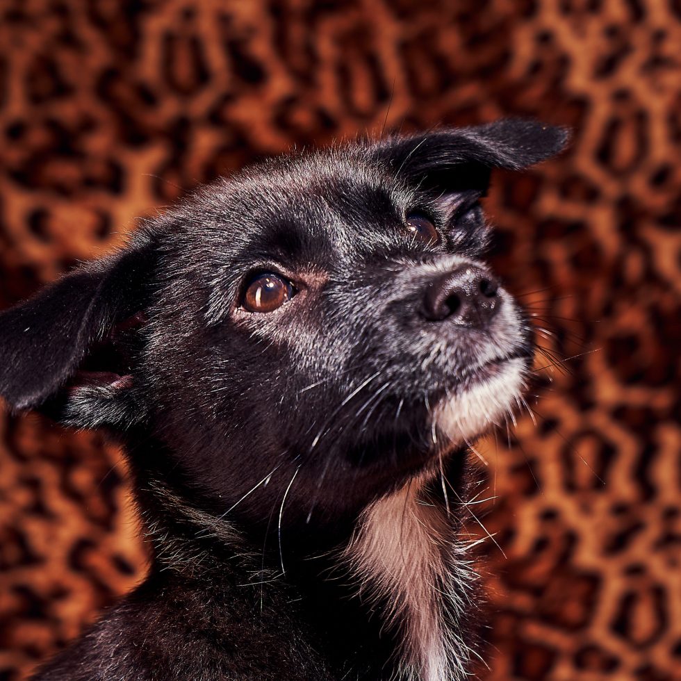 Calendrier chiens collaboration hppy nest centdegres 281