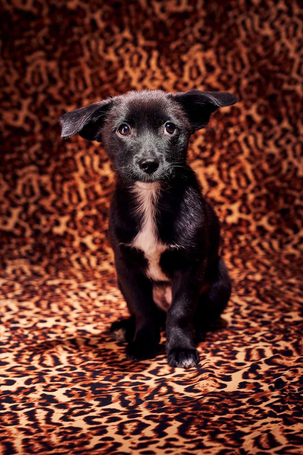 Calendrier chiens collaboration hppy nest centdegres 291