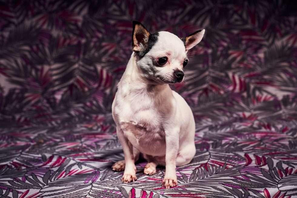 Calendrier chiens collaboration hppy nest centdegres 301