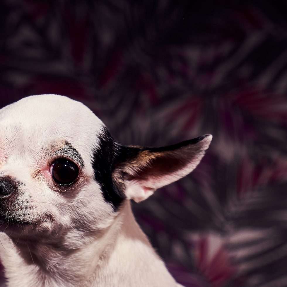 Calendrier chiens collaboration hppy nest centdegres 311