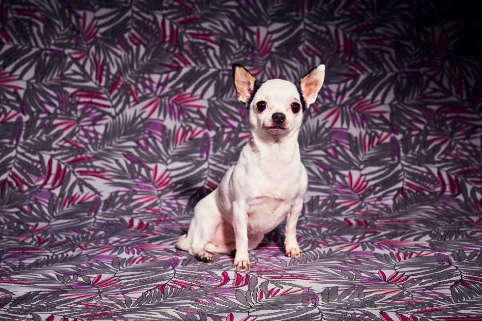 Calendrier chiens collaboration hppy nest centdegres 321