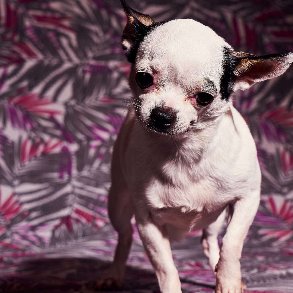 Calendrier chiens collaboration hppy nest centdegres 331