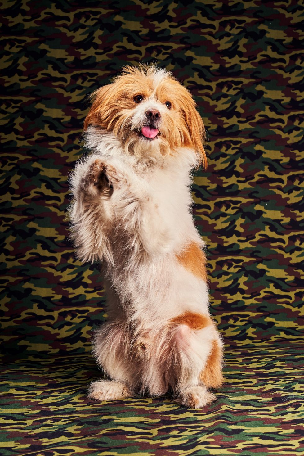 Calendrier chiens collaboration hppy nest centdegres 341