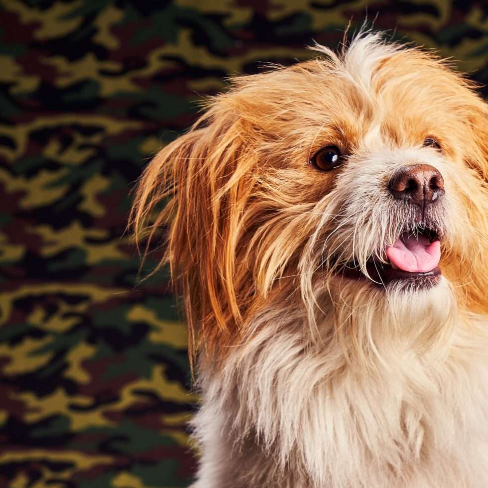 Calendrier chiens collaboration hppy nest centdegres 351