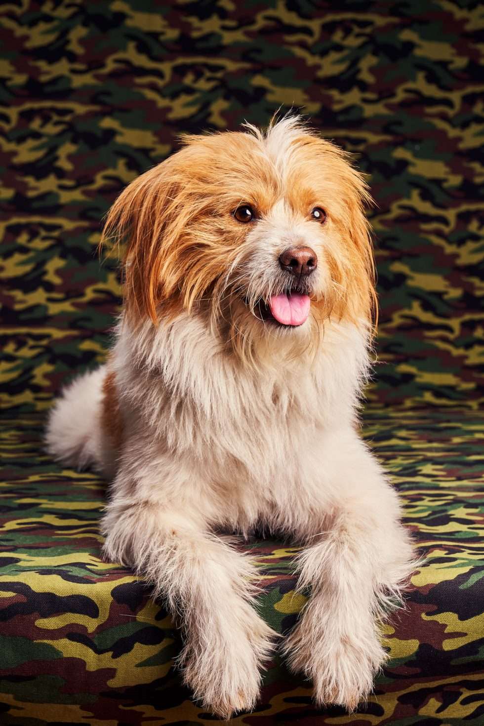 Calendrier chiens collaboration hppy nest centdegres 361