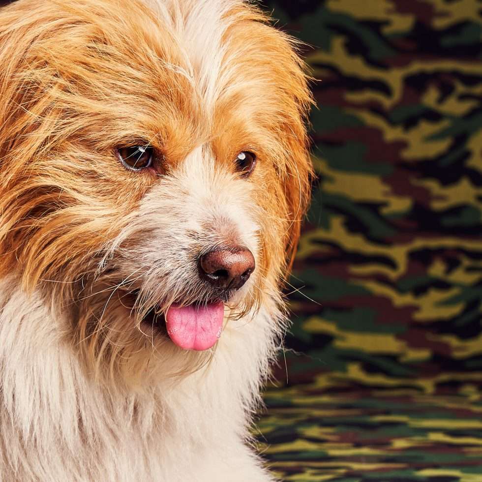 Calendrier chiens collaboration hppy nest centdegres 371