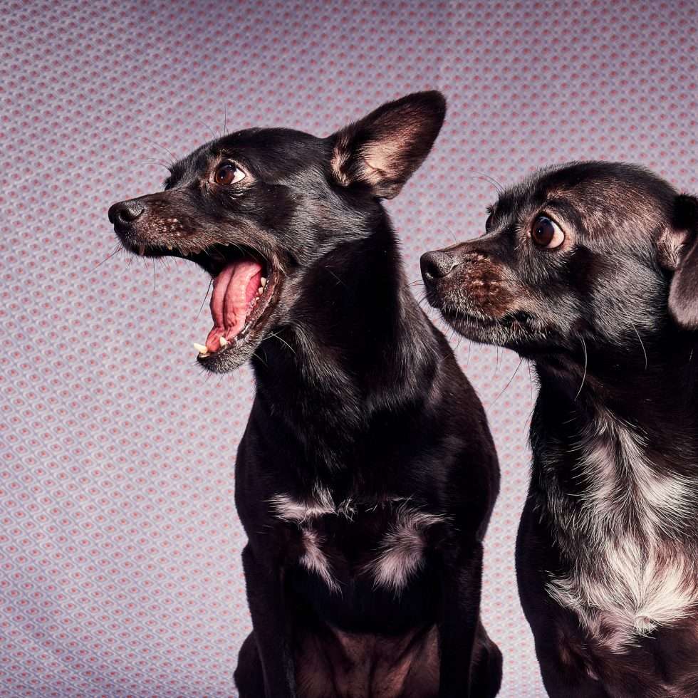 Calendrier chiens collaboration hppy nest centdegres 381