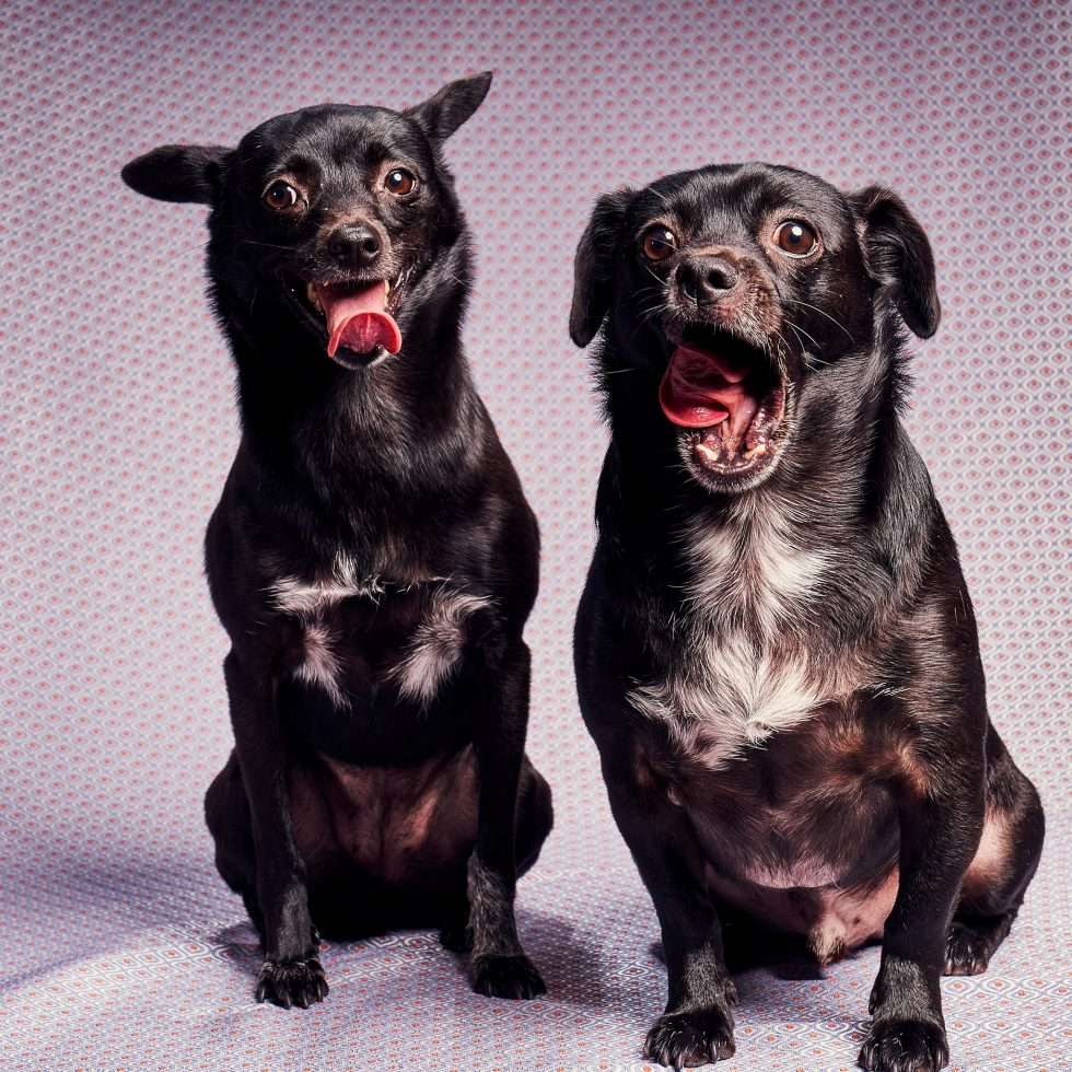 Calendrier chiens collaboration hppy nest centdegres 391