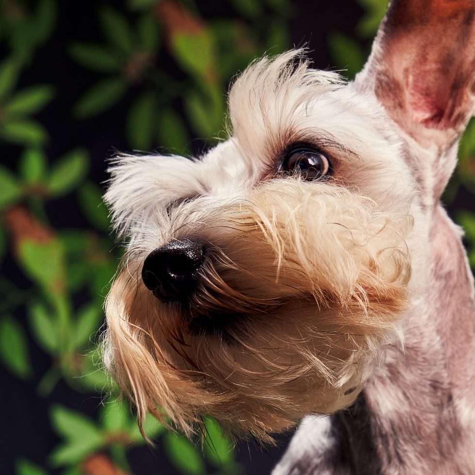 Calendrier chiens collaboration hppy nest centdegres 401