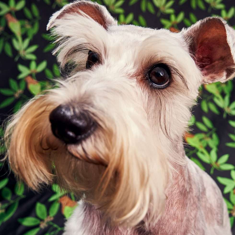 Calendrier chiens collaboration hppy nest centdegres 421