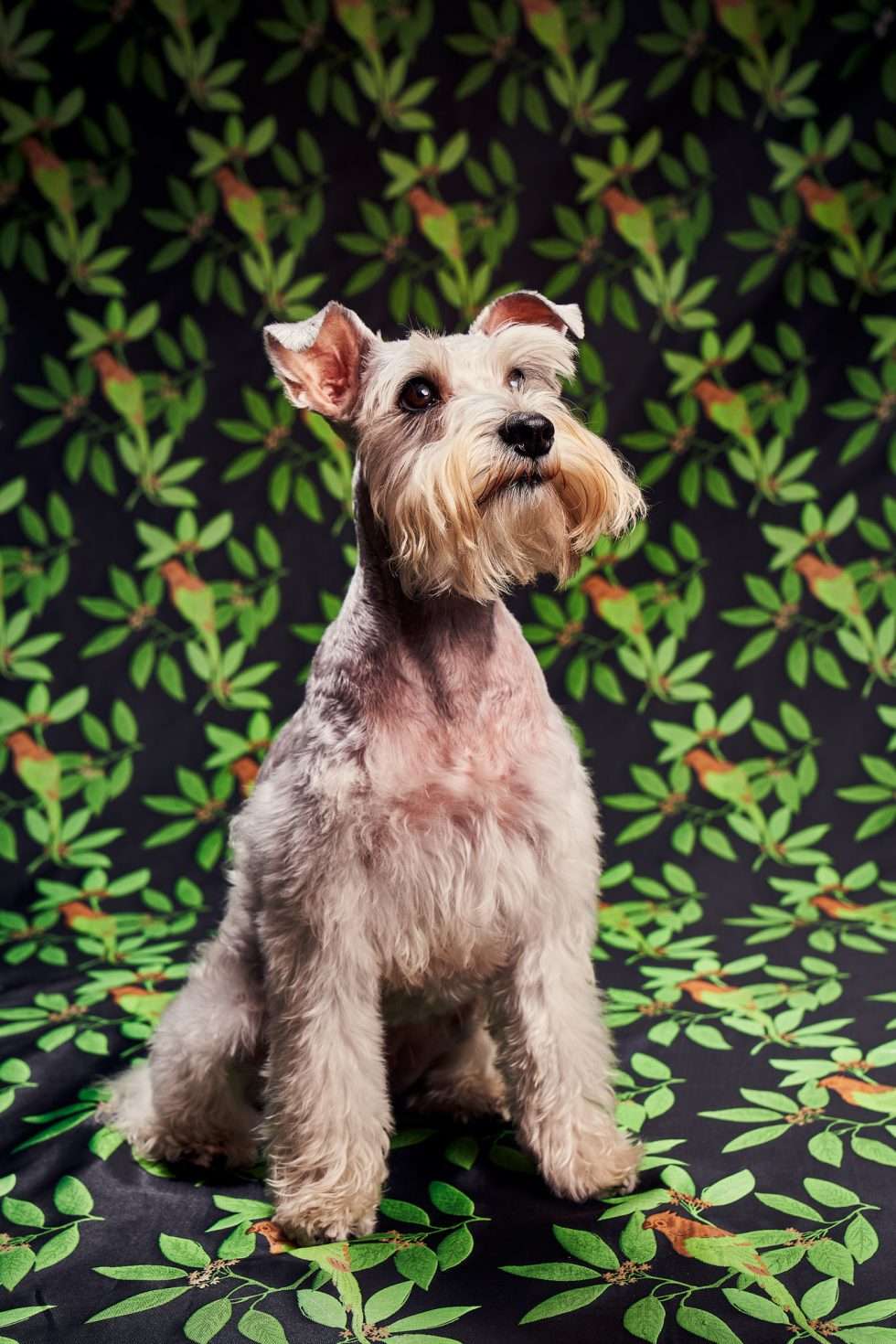 Calendrier chiens collaboration hppy nest centdegres 431