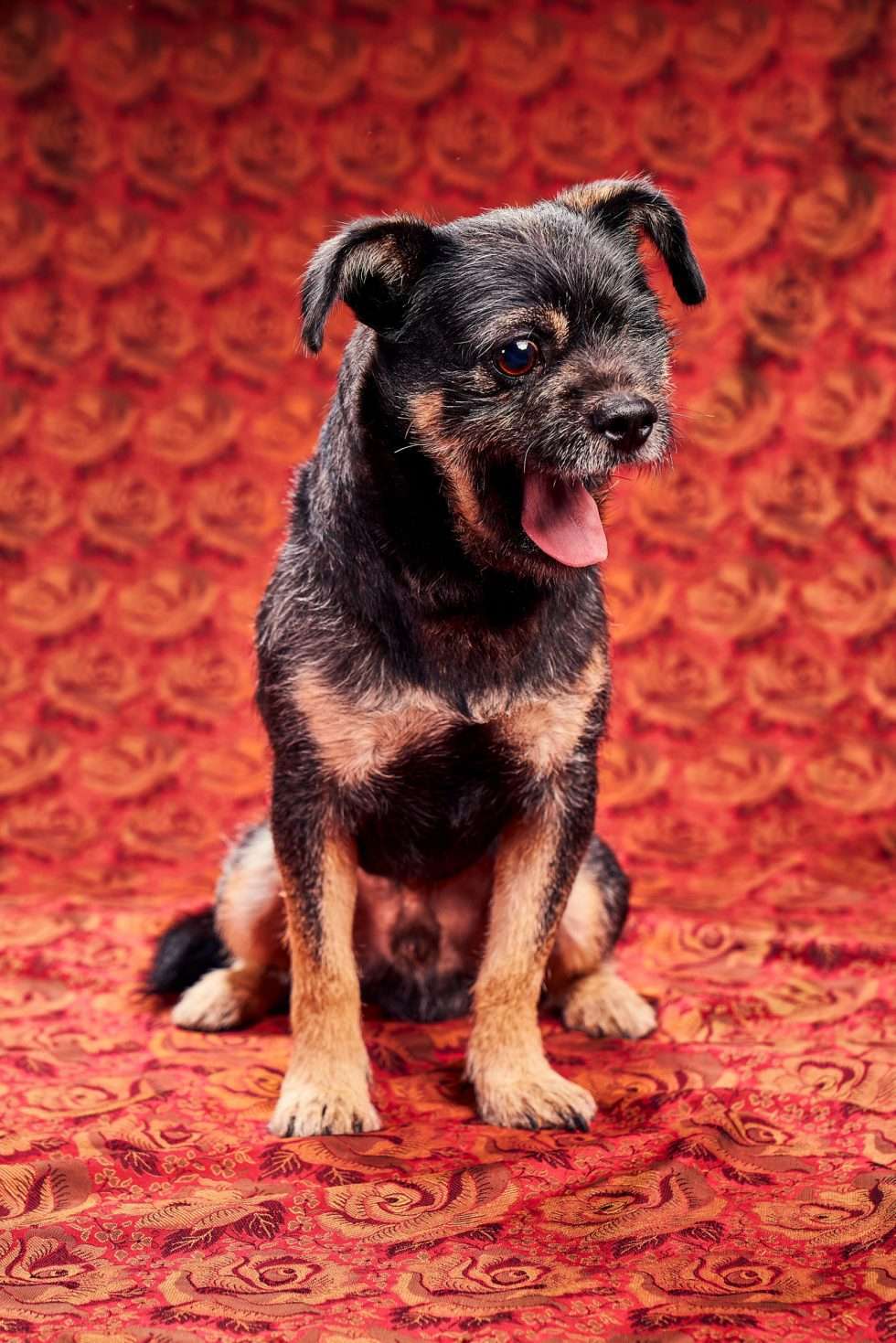 Calendrier chiens collaboration hppy nest centdegres 441