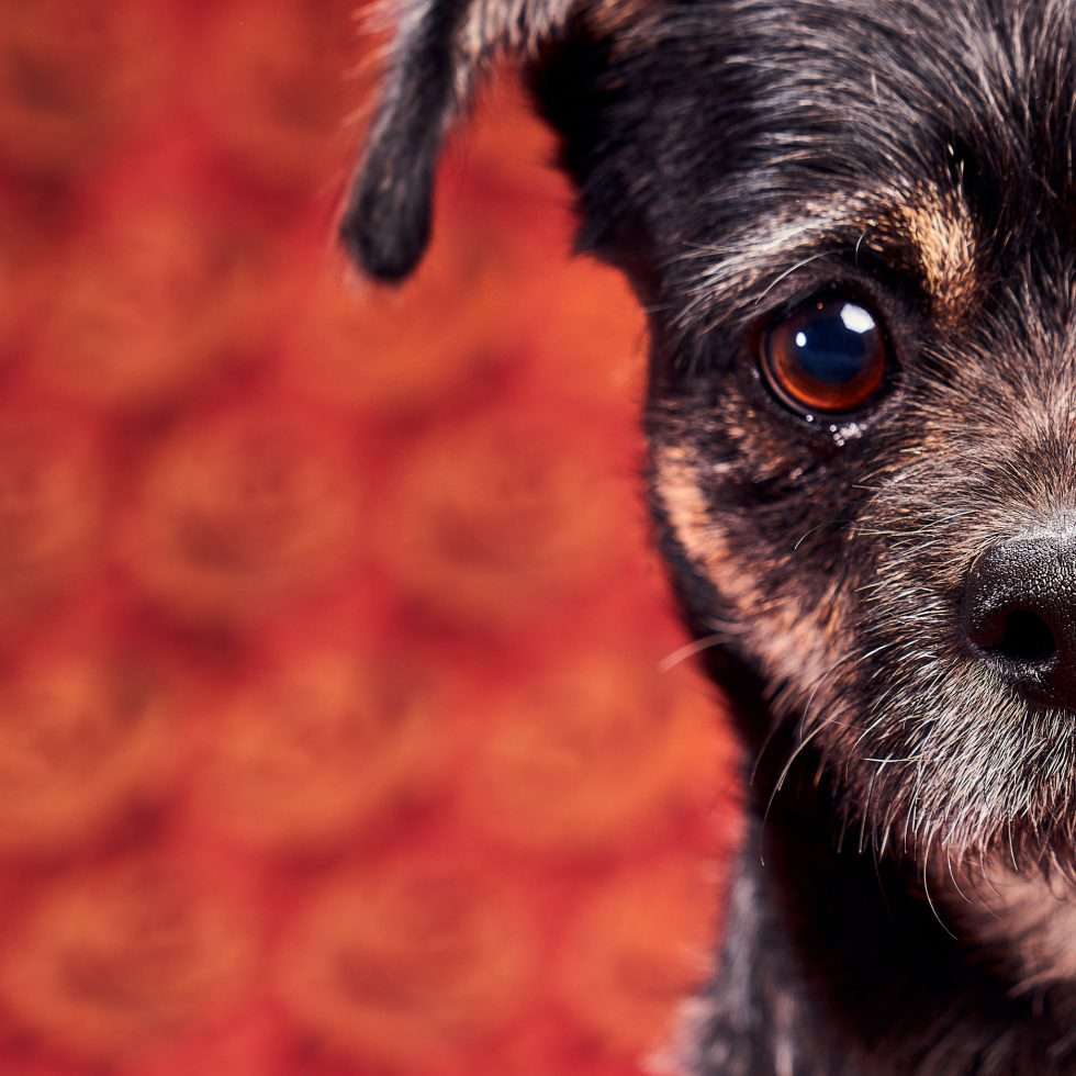 Calendrier chiens collaboration hppy nest centdegres 451