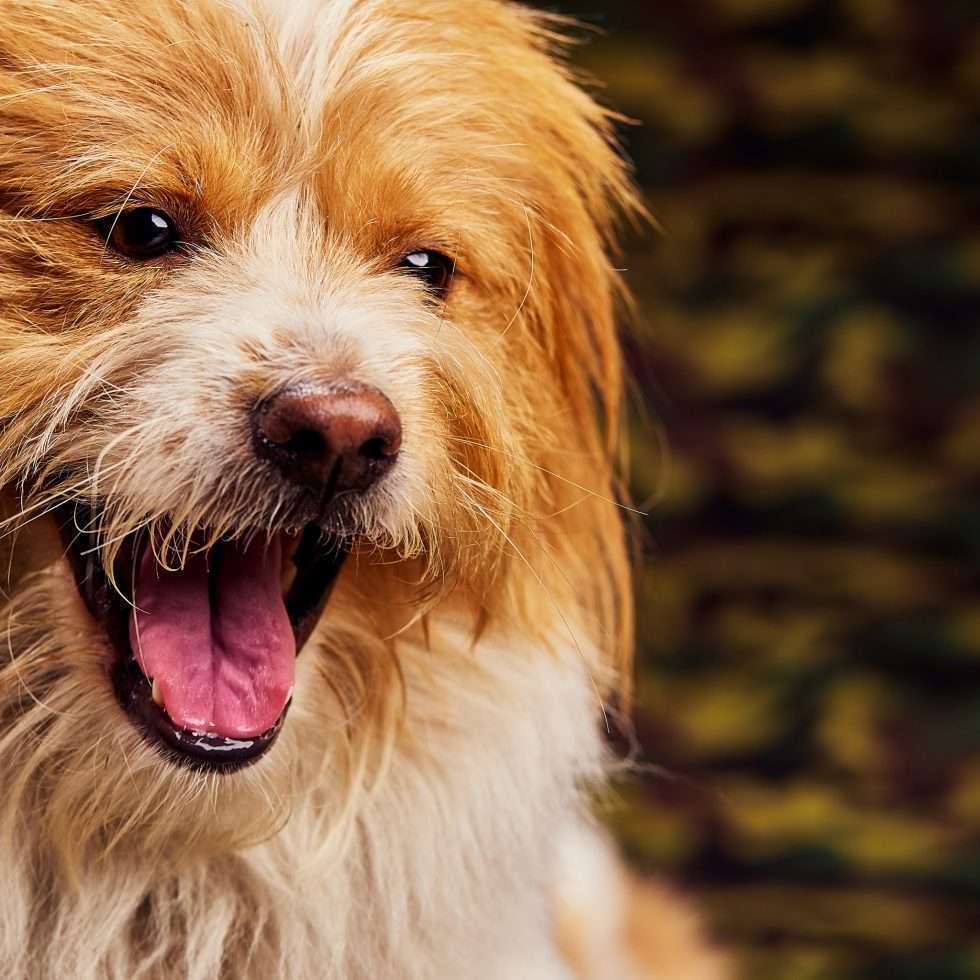 Calendrier chiens collaboration hppy nest centdegres 461