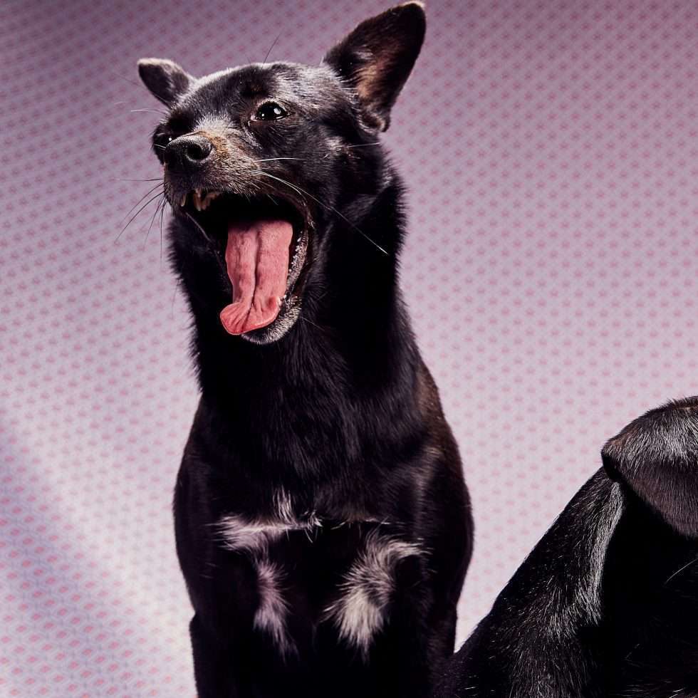 Calendrier chiens collaboration hppy nest centdegres 471