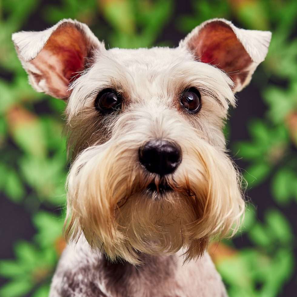 Calendrier chiens collaboration hppy nest centdegres 481