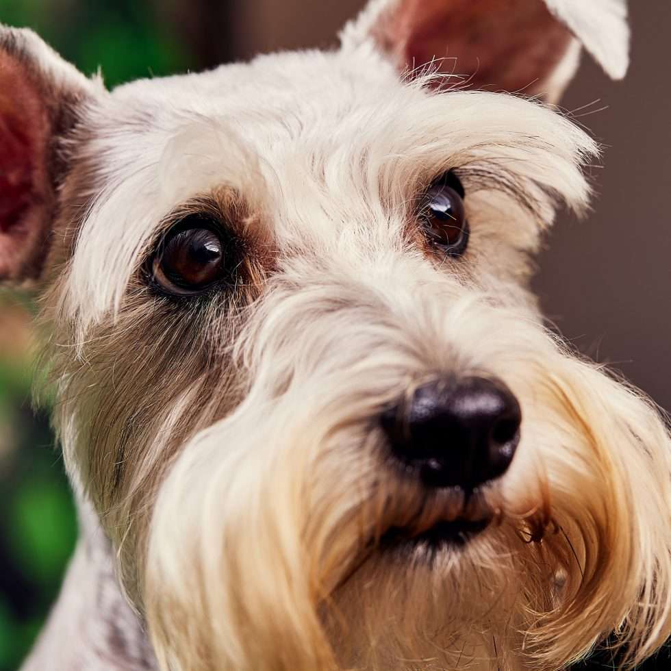 Calendrier chiens collaboration hppy nest centdegres 491